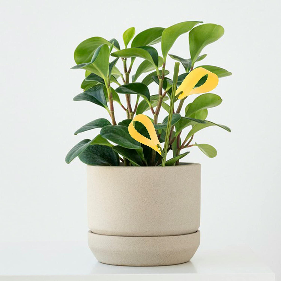 House plant Sticky Stakes