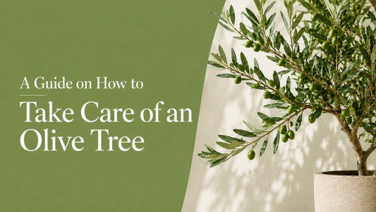 Nurturing Nature: A Guide on How to Take Care of an Olive Tree
