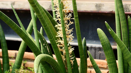 Looking for an easy-to-care-for houseplant that stands out? Check out the Sansevieria Dragon Finger Plant! Here's what you need to know about caring for it properly.