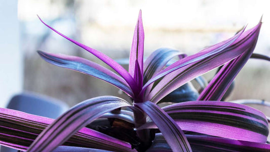  Tradescantia Nanouk