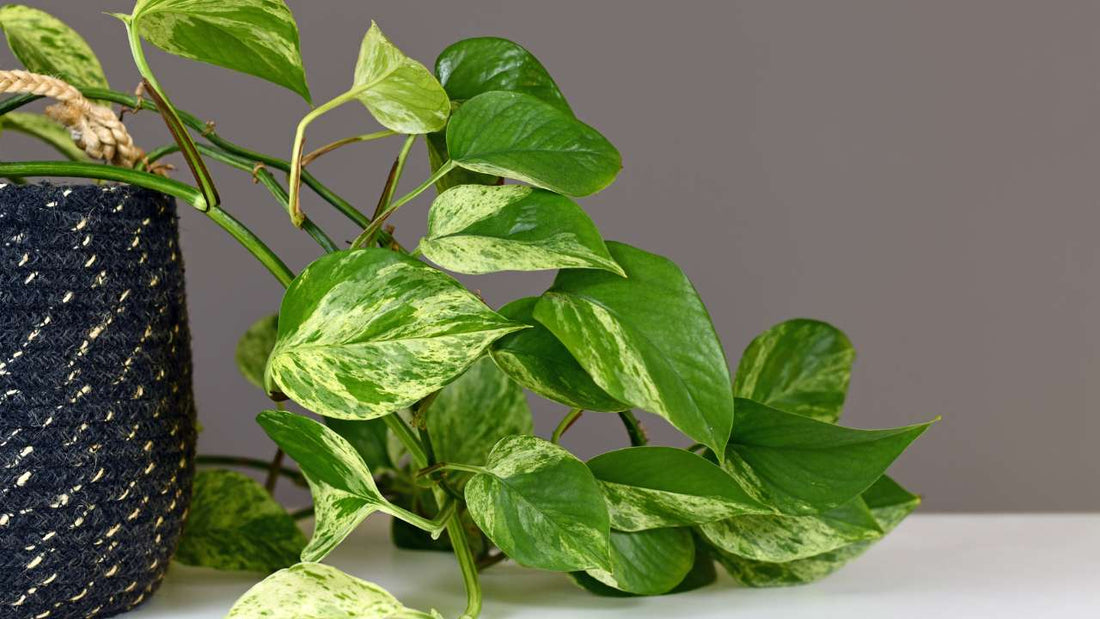 Marble Queen Pothos