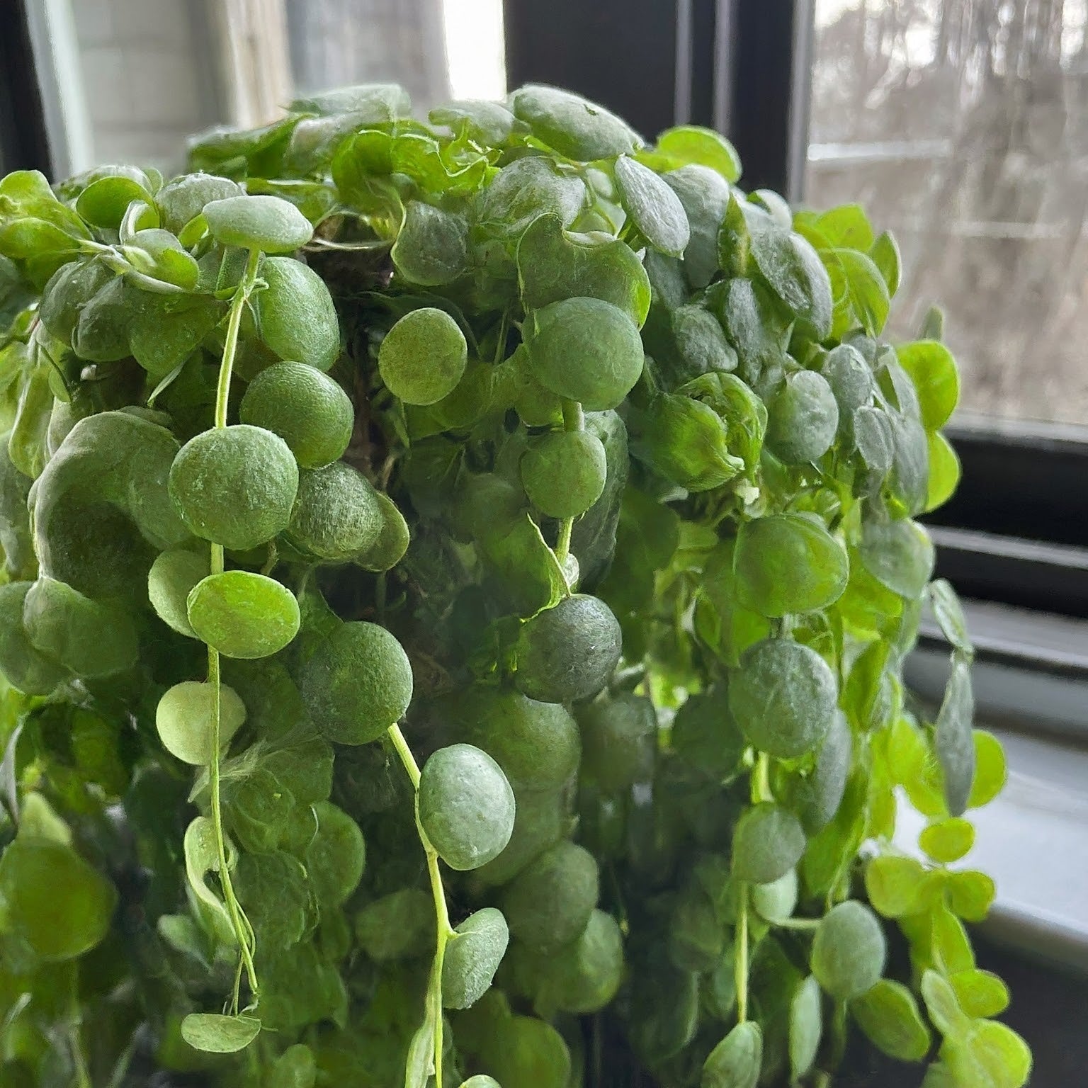 String of Turtles Care Guide: Essential Steps for a Healthy Plant