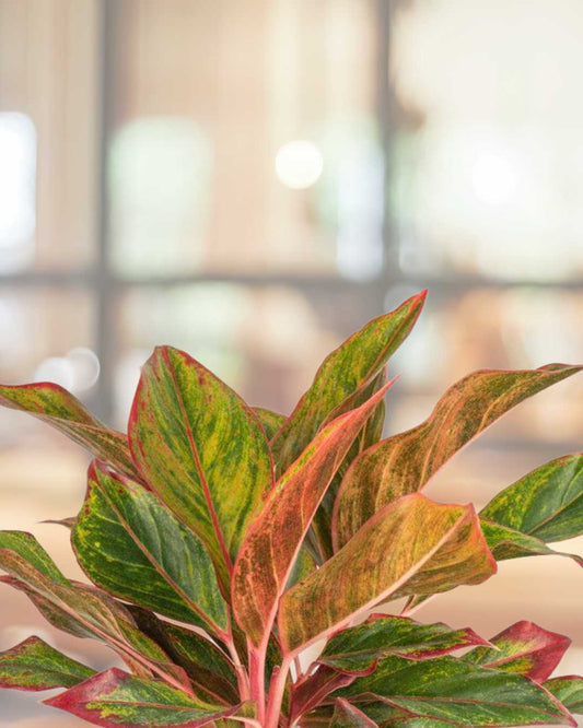 Aglaonema Red Siam