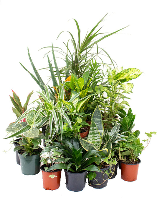 5 Easy to Care for Indoor Plants That Help Purify The Air