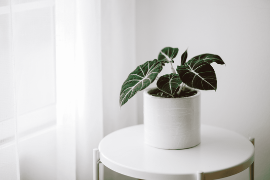 Alocasia Black Velvet, the perfect houseplant for plant enthusiasts.