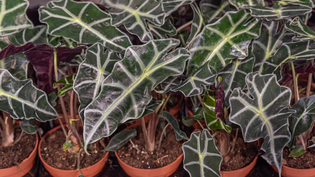 Care and growth guide for Alocasia Polly