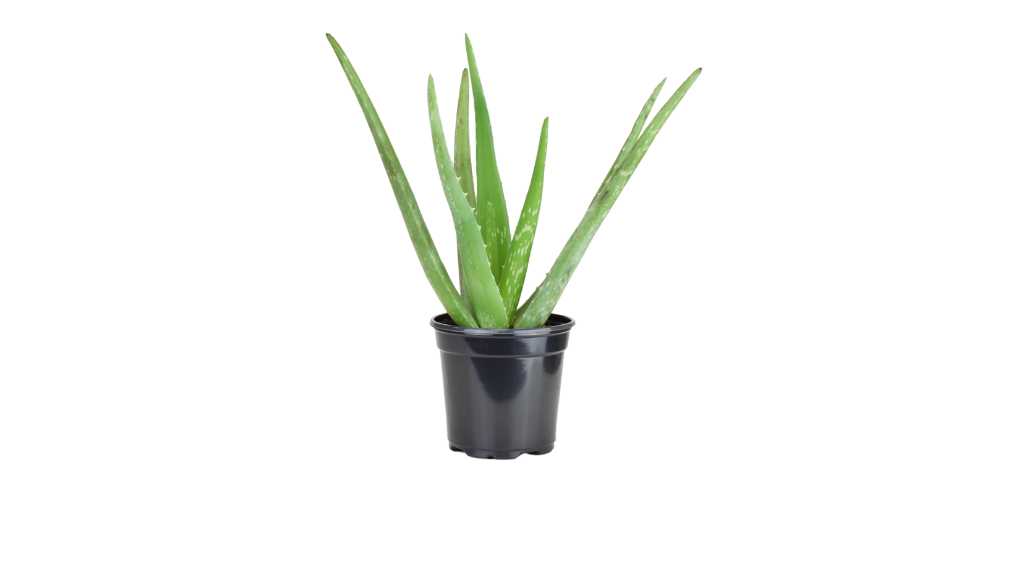 Aloe Vera Plant Care