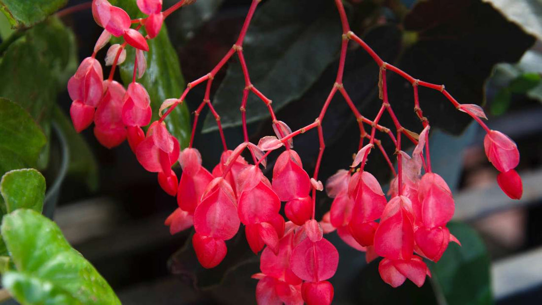 Angel Wing Begonias