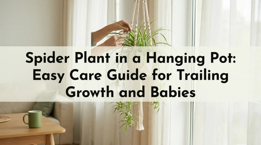 Beautify Your Home With a Stunning Staghorn Fern Hanging Basket