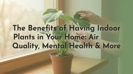 Benefits of having Indoor Plant