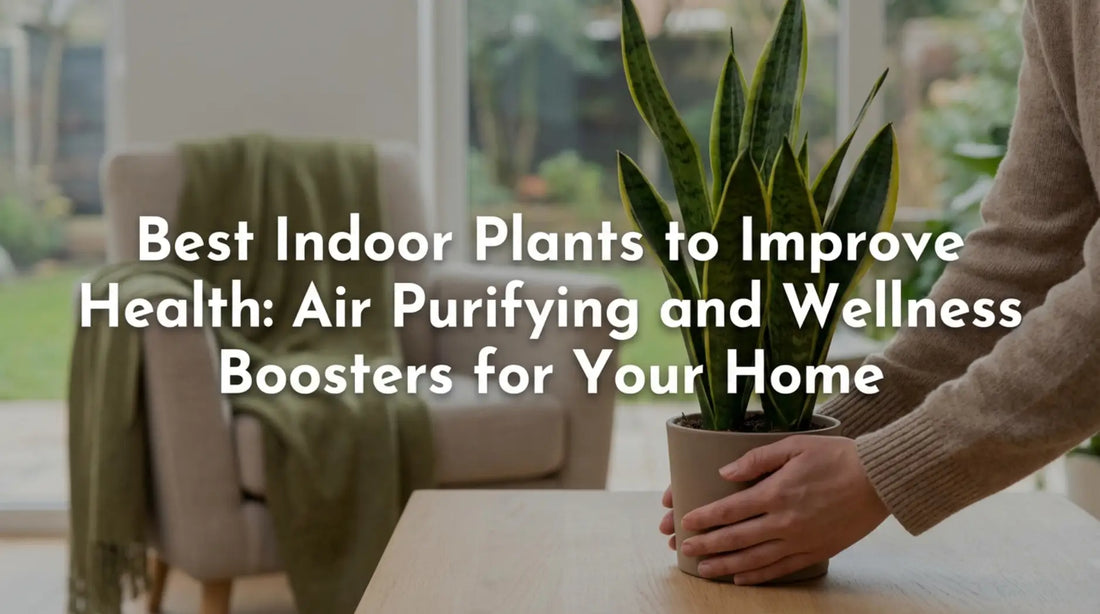 Best Indoor Plants to Improve Health