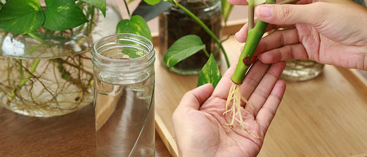 Pothos Silver Satin: How to Propagate and Multiply Your Beloved Houseplant