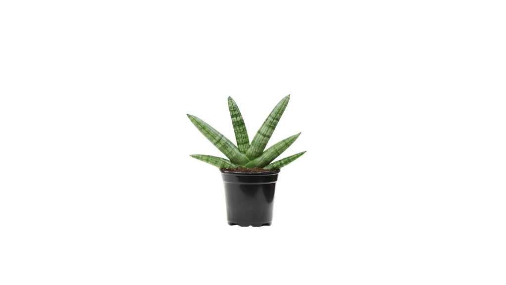 Sansevieria Boncel Starfish Plant Care