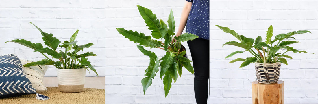 Why the Narrow Escape Philodendron is the Perfect Addition to Your Home