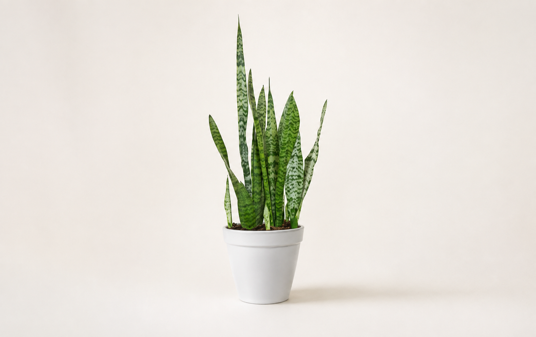 Care Your Sansevieria Plant