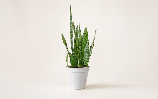 Care Your Sansevieria Plant