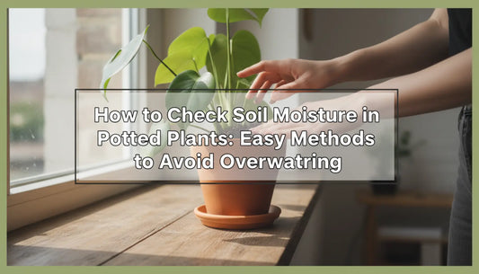 Checking Soil Moisture of Potted Plants