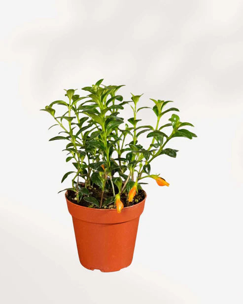 The Best Goldfish Plant Care Guide for Healthy Growth