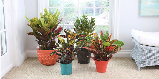 Croton Indoor House Plant Care Guide