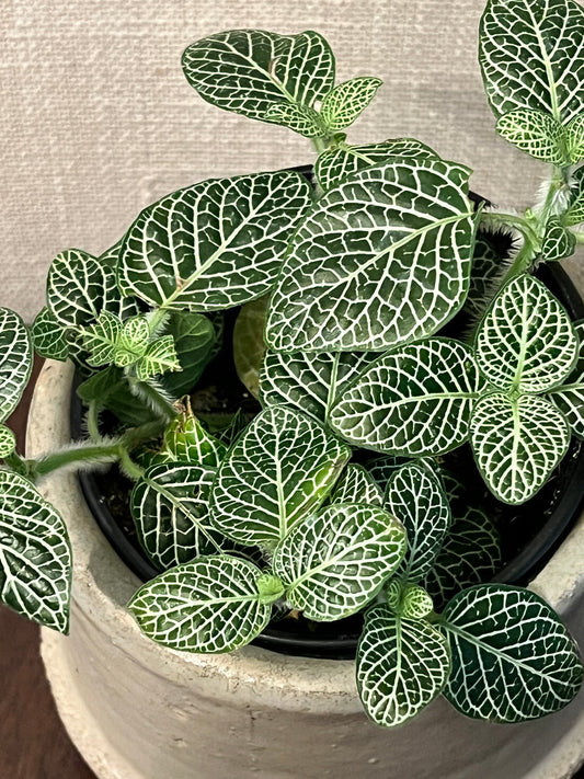 Fittonia - The Nerve Plant