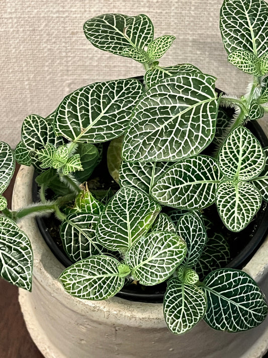 Fittonia - The Nerve Plant