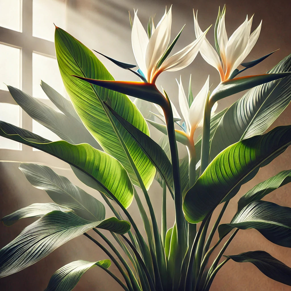 Essential Care Tips for Your White Bird of Paradise 