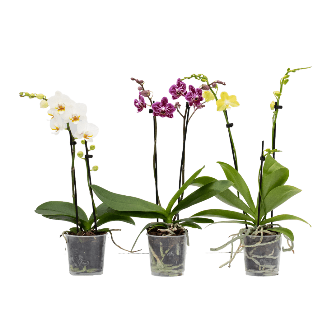 A Guide to Growing Double Spike Orchids