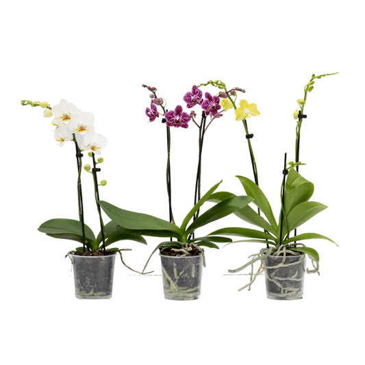 A Guide to Growing Double Spike Orchids