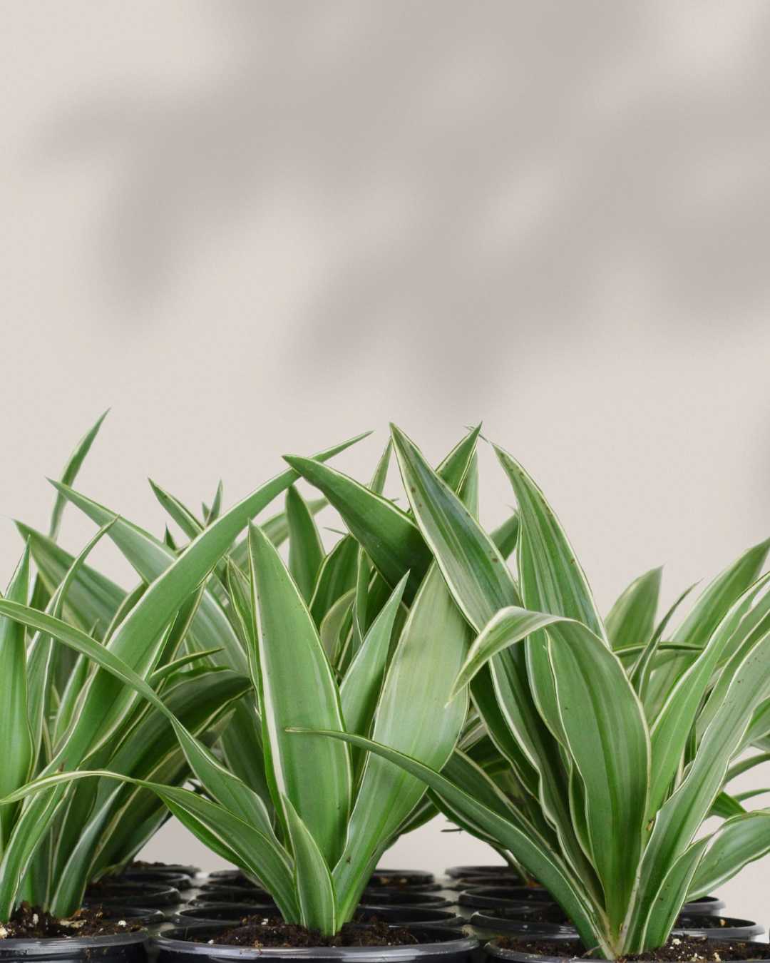 Dracaena Warneckii