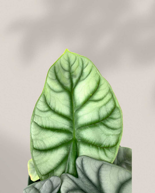 Alocasia Dragon Scale