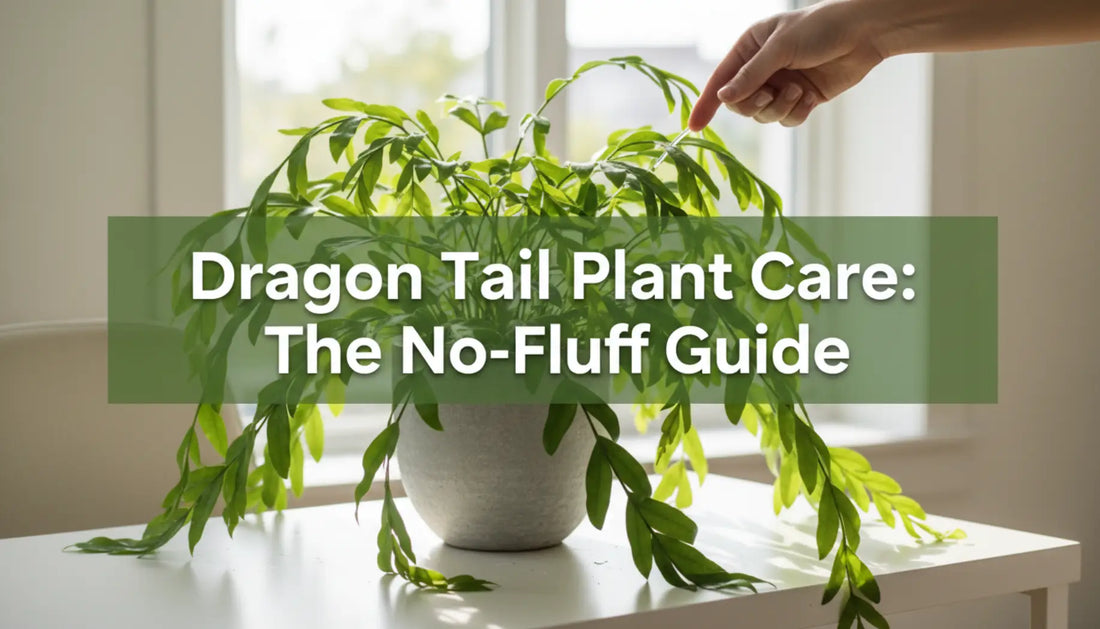 Dragon Tail Plant