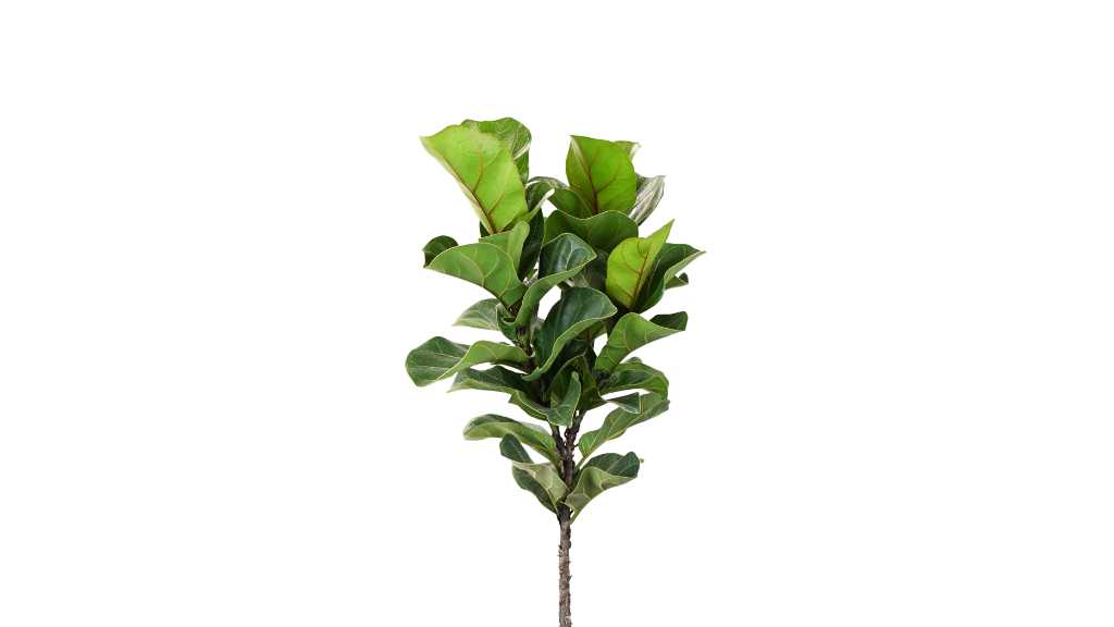 Fiddle Leaf Fig Plant Care