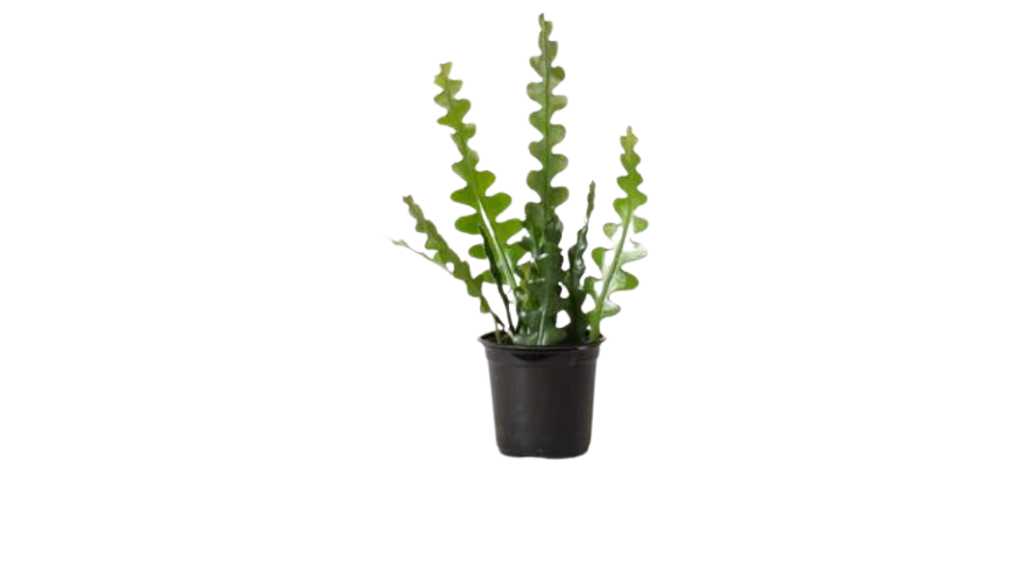 Fishbone Cactus Plant Care