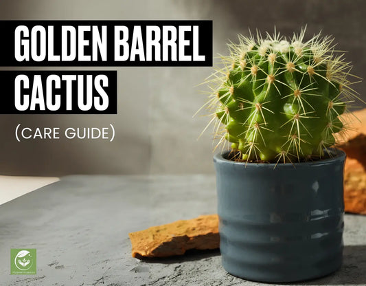 Golden Barrel Cactus Care Grow It Like a Pro!