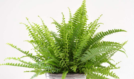 Green Fantasy Fern