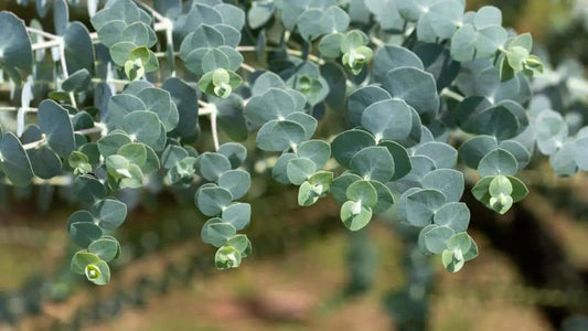  Guide to Growing and Caring for Eucalyptus Plants