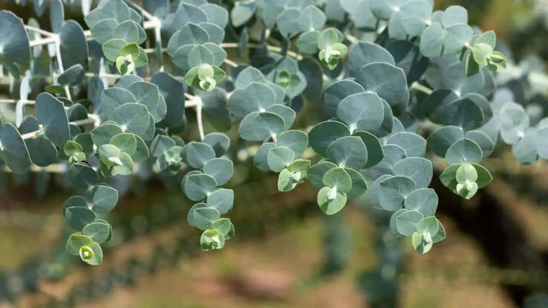  Guide to Growing and Caring for Eucalyptus Plants