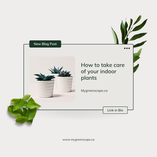 How to Care for Houseplants