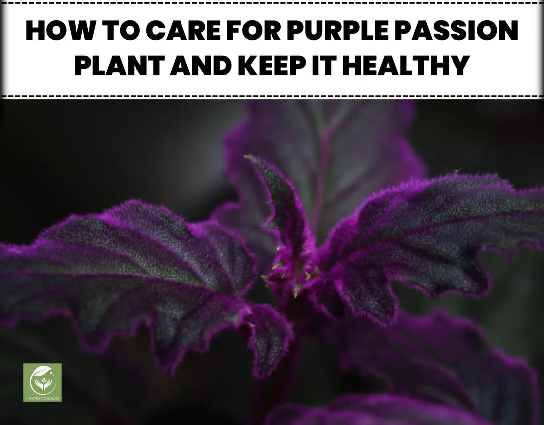 Purple Passion Plant Care: A Complete Guide for Healthy Growth