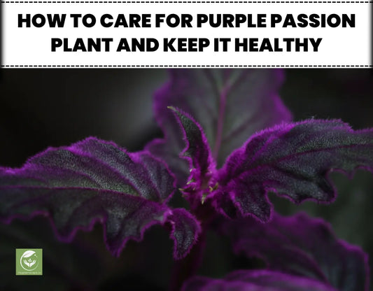 Purple Passion Plant Care: A Complete Guide for Healthy Growth