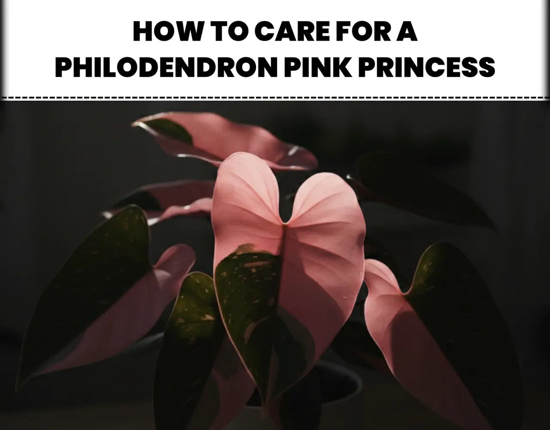 A Complete Philodendron Pink Princess Care Guide