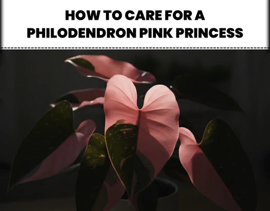 A Complete Philodendron Pink Princess Care Guide