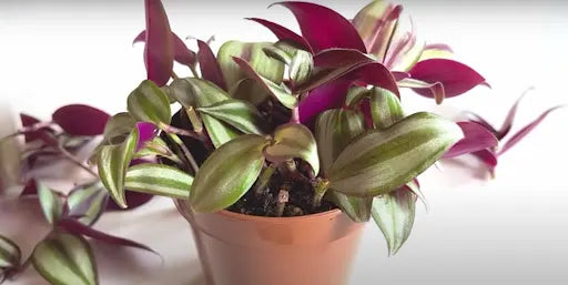 Healthy Tradescantia Zebrina plant in a brown pot with vibrant purple and green striped leaves — popular indoor trailing houseplant