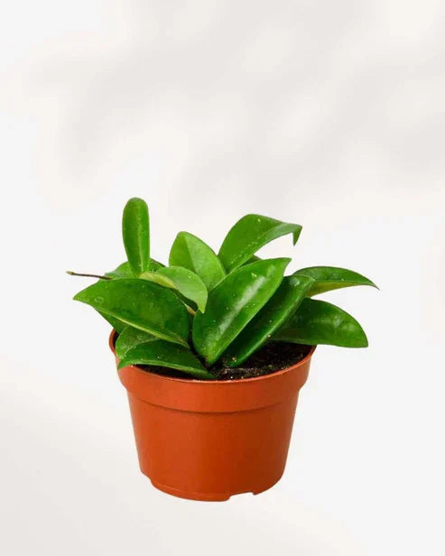 Hoya Carnosa Wax Plant in a terracotta pot, an easy-care indoor vine with thick, glossy green leaves