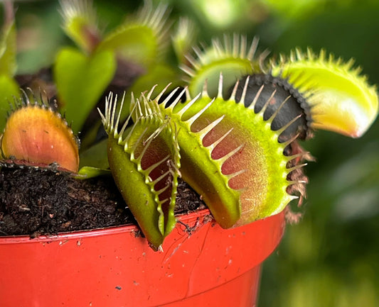How to care for Venus Fly Trap