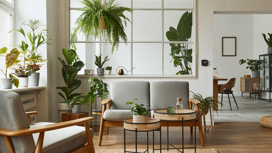 Contemporary Indoor Plants for Maximum Impact