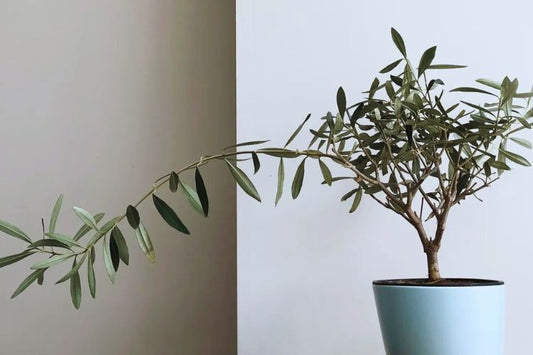 Complete Indoor Olive Tree Care Guide: From Potting to Pruning