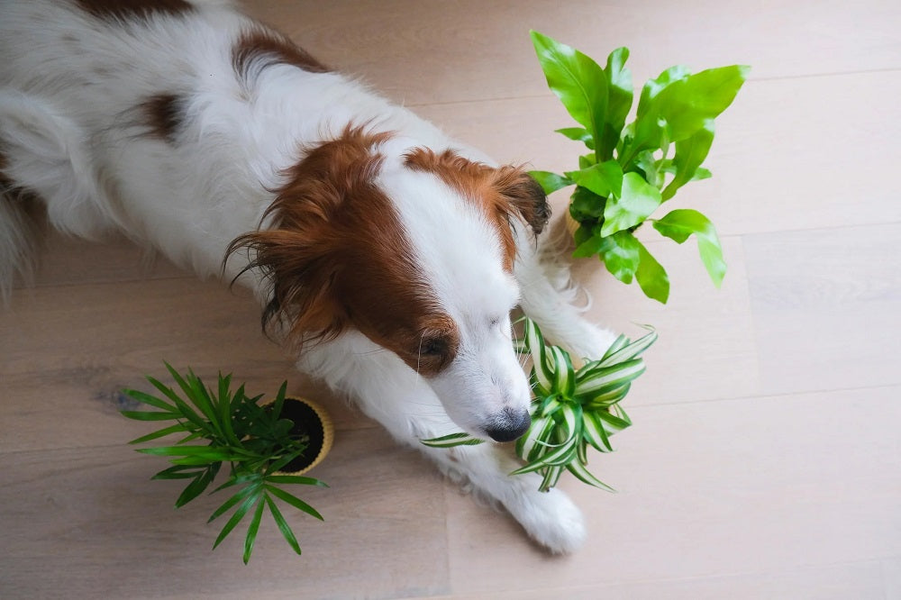 Indoor Pet Friendly Plants