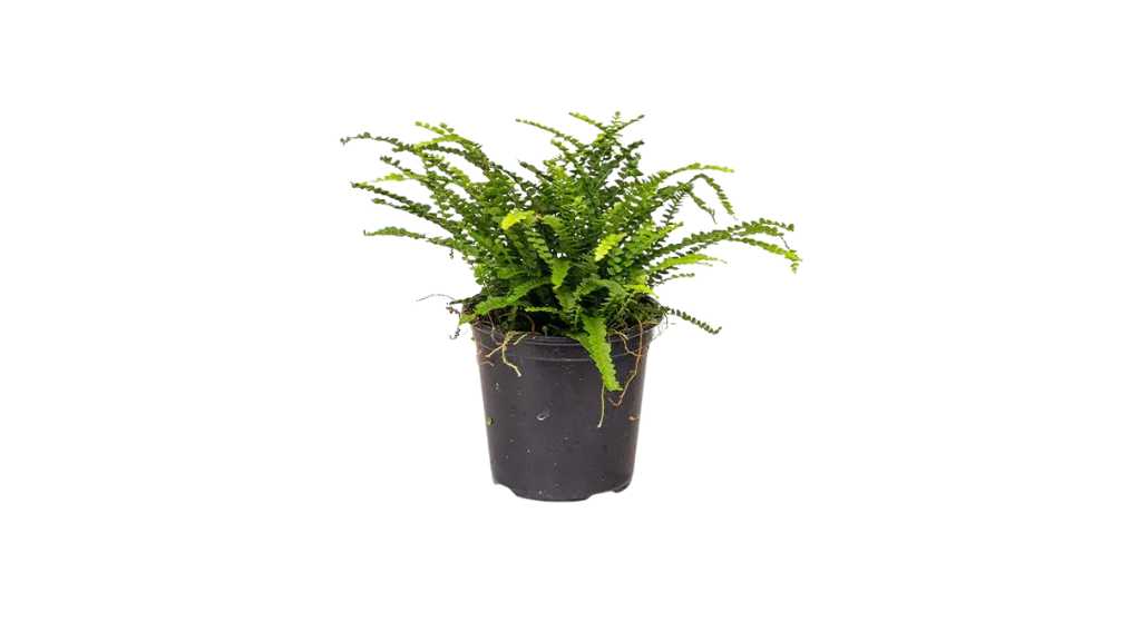 Lemon Button Fern | Plant Care