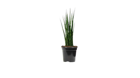 Sansevieria Mikado Fernwood Plant Care